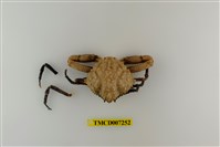 藏品(泡型長螯蟹)的圖片